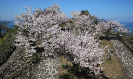 桜と遊歩道